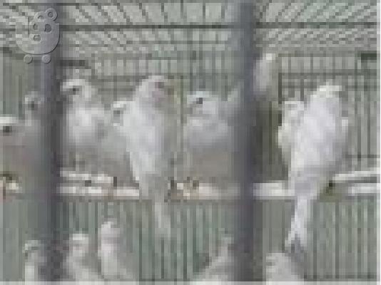PoulaTo: μιλάμε για παπαγάλο cockatoo για 200 €