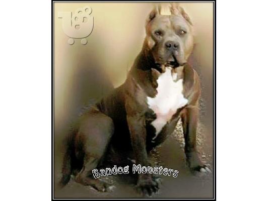 Bandog american