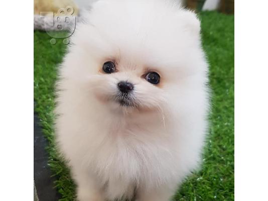 PoulaTo: Πολύτιμα κουτάβια Pomeranian