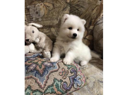 PoulaTo: Πώληση κουτάβια Samoyed.