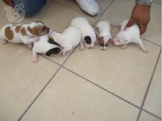 Jack russel