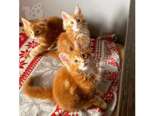 PoulaTo: πανέμορφα γατάκια Maine Coon