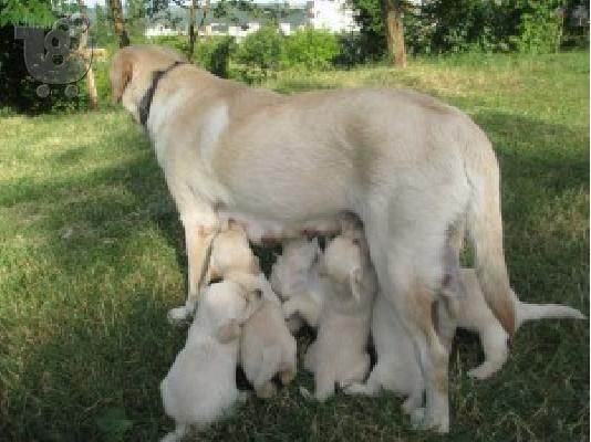 LABRADOR