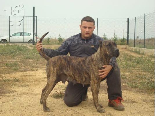 PRESSA CANARIO