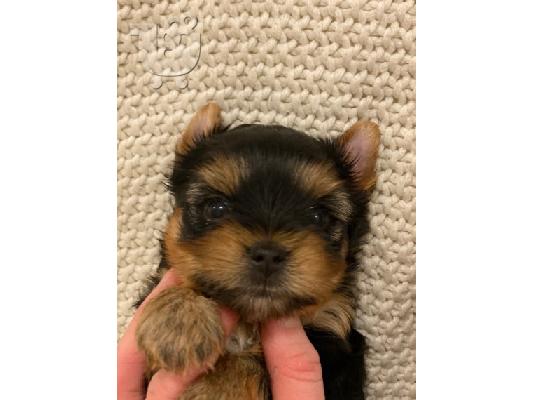 Διαθέσιμο κουτάβι yorkie