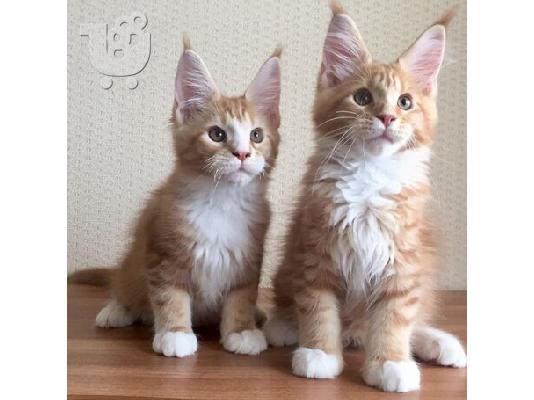 PoulaTo: Διαθέσιμα γατάκια Maine coon