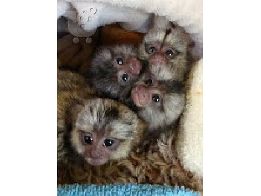 PoulaTo: marmoset έτοιμος για χριστουγεννιάτικη περίοδο.
