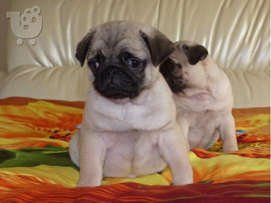 PoulaTo: Ελκυστικά κουτάβια Pug