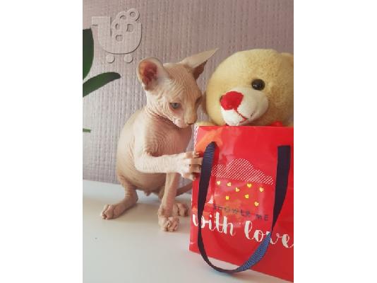 PoulaTo: Sphynx Cats προς πώληση