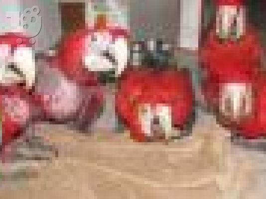 PoulaTo: Όμορφη παπαγάλος παπαγαλάκι