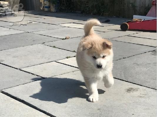-F1b pomskies προς πώληση