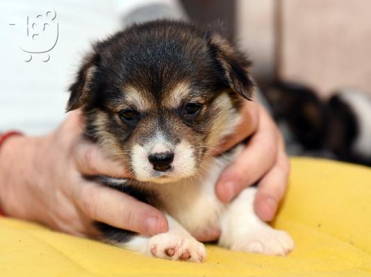 Κουτάβια Pembroke Welsh Corgi