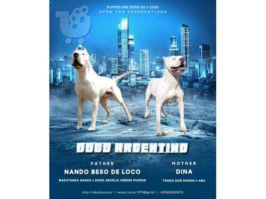 PoulaTo: Κουτάβια Dogo Argentino