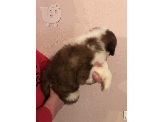 Κουτάβια Saint Bernard