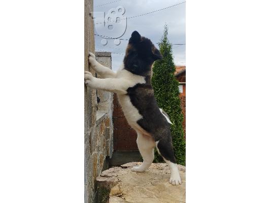 Αμερικανική Ακίτα κουτάβια
