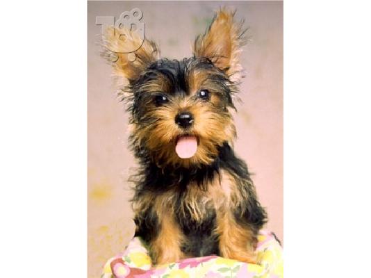 PoulaTo: Γιορκσάϊρ Τεριέ Yorkshire Terrier για αγορά.