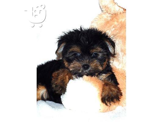 τσαγιού yorkie μέγεθος φλυτζανιών για μόλις € 130 Aσπρος Τεριέ των Δ. Χάιλαντς Aσπρος Τερι...
