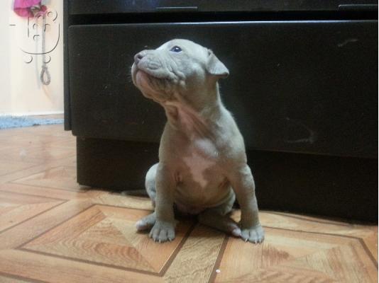 pitbull red nose