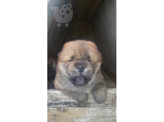 τσοου τσοου chow chow