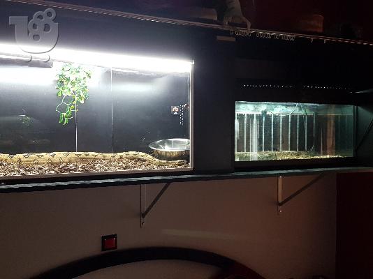 BCI BOA Constrictor