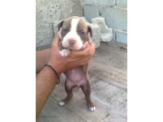 ΑΜΕΡΙΚΑΝΙΚA PITBULL RED NOSE