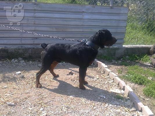 koutavia ROTTWEILER