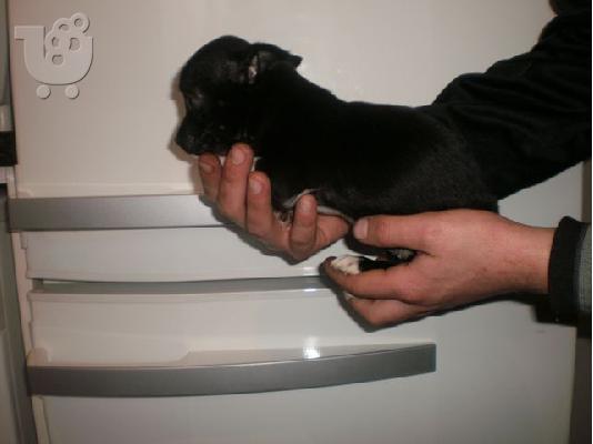 ***ΜΙΝΙ ΠΙΝΤΣΕΡ (MINIATURE PINSCHER)-210ευρώ***