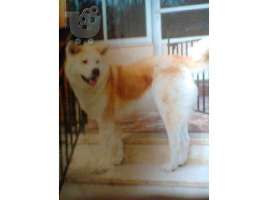 AKITA