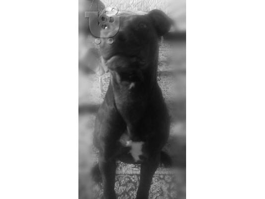 χαριζονται καθαοραιμα Pitbull terrie με βιβλιαριο κ εμβολια...