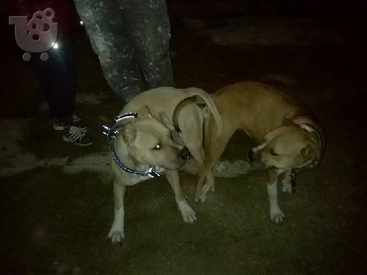 pitbull koytavia