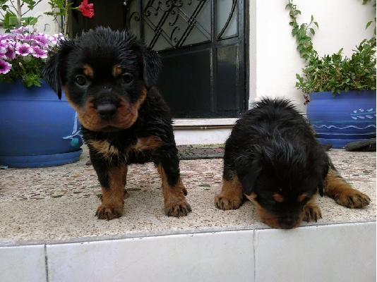 PoulaTo: Rottweiler