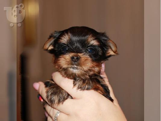 PoulaTo: Yorkshire Terrier, κουτάβια, 10 εβδομάδες, έτοιμοι να πάνε τώρα