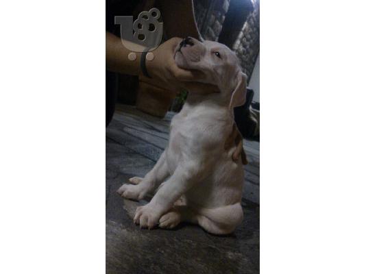 Dogo argentino