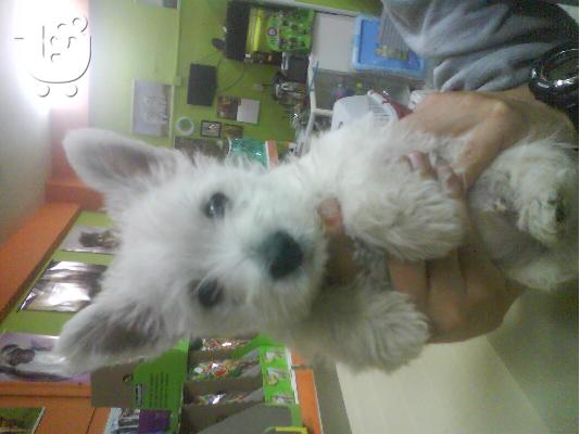 PoulaTo: WEST TERRIER Aσπρος Τεριέ των Δ. Χάιλαντς