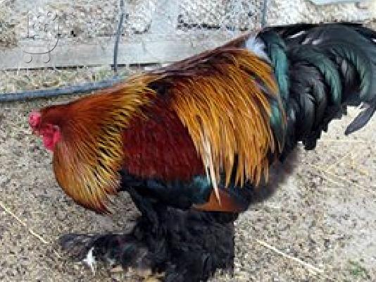Πωλούνται κότες Μπράχμα 35 ευρώ το ενα