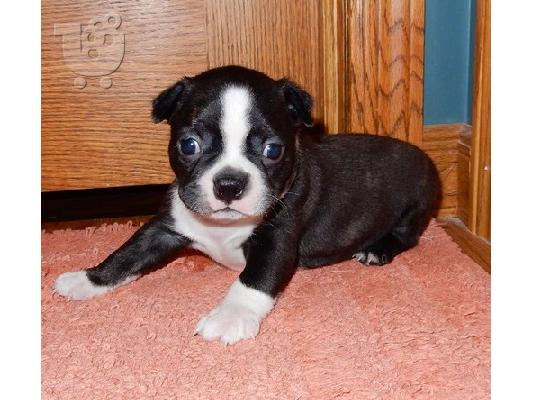 PoulaTo: Boston Terrier