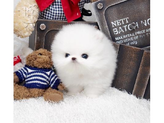 PoulaTo: pomeranian κουτάβια