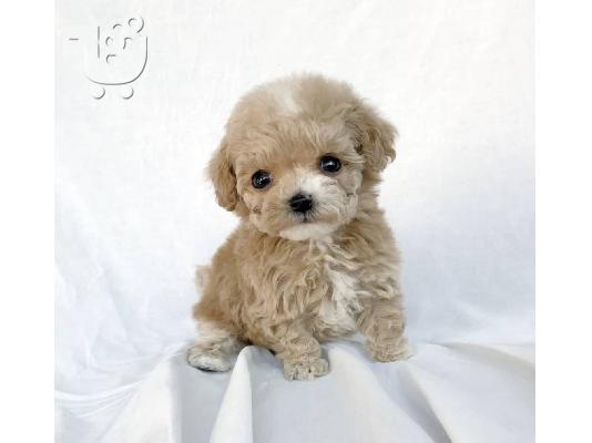 ΚΑΛΥΤΕΡΑ ΔΙΑΘΕΣΙΜΕΝΑ ΚΟΥΤΑΒΙΑ MALTIPOO