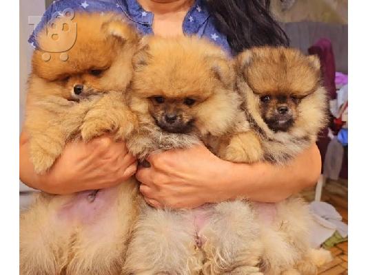 POMERANIAN, καθαρόαιμα κουτάβια
