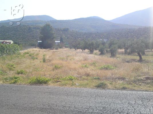 ΠΩΛΕΙΤΑΙ ΟΙΚΟΠΕΔΟ 2200ΤΕΤΡ ΣΤΗ ΔΡΟΣΙΑ ΧΑΛΚΙΔΑΣ ΤΗΛ 6977635500...
