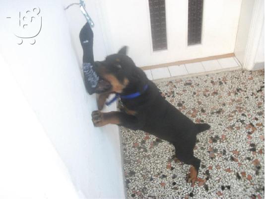 poleite rottweiler