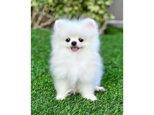PoulaTo: Pomeranian Spitz κουτάβια προς πώληση