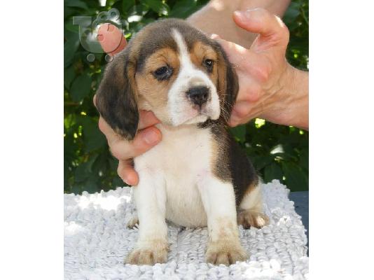 PoulaTo: Beagle-Μπίγκλ