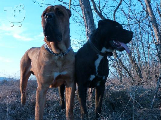 PoulaTo: BANDOG