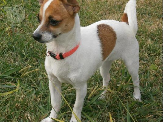 PoulaTo: Jack Russell Terrier