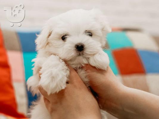 PoulaTo: Yorkshire terrier super pocket, Αττική (€ 110.00 )