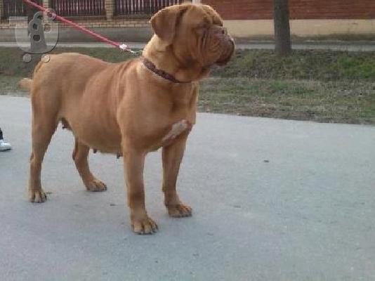 Dogue de Bordeaux - Ντογκ ντε Μπορντω