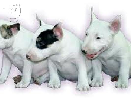 PoulaTo: bull terrier
