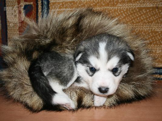 Siberian Xaski