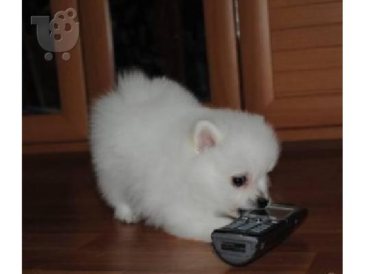 PoulaTo: Καλά εκπαιδευμένο Pomeranian